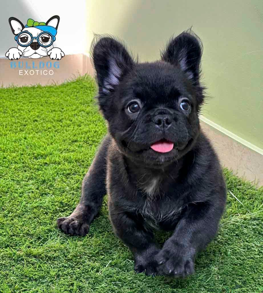 cachorro bulldog frances en venta