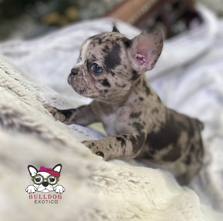 cachorro bulldog frances en venta