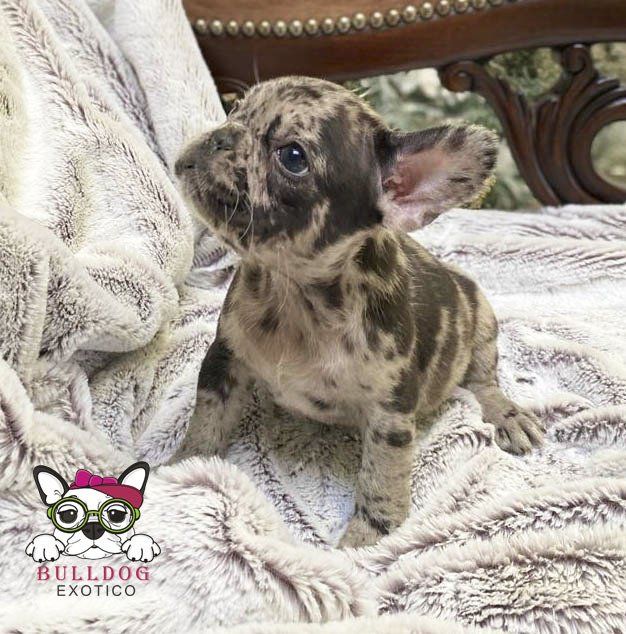 cachorros bulldog frances en venta