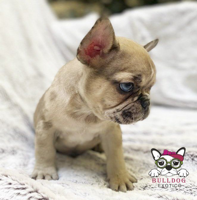 cachorros bulldog frances en venta