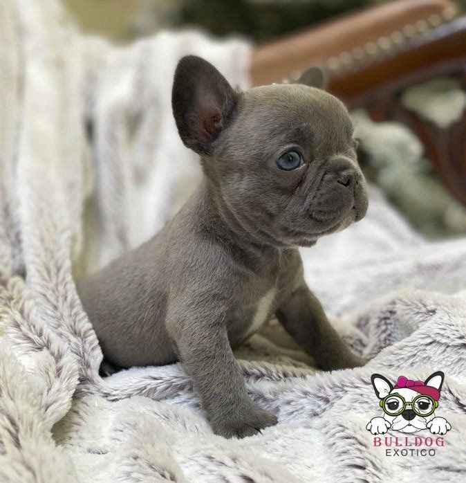 cachorro bulldog frances en venta