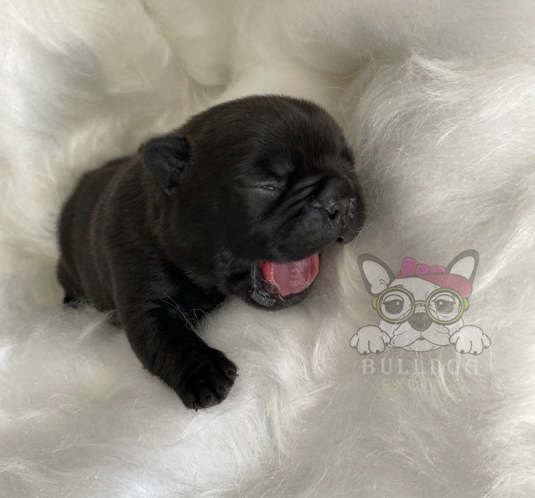 bulldog frances exotico en venta