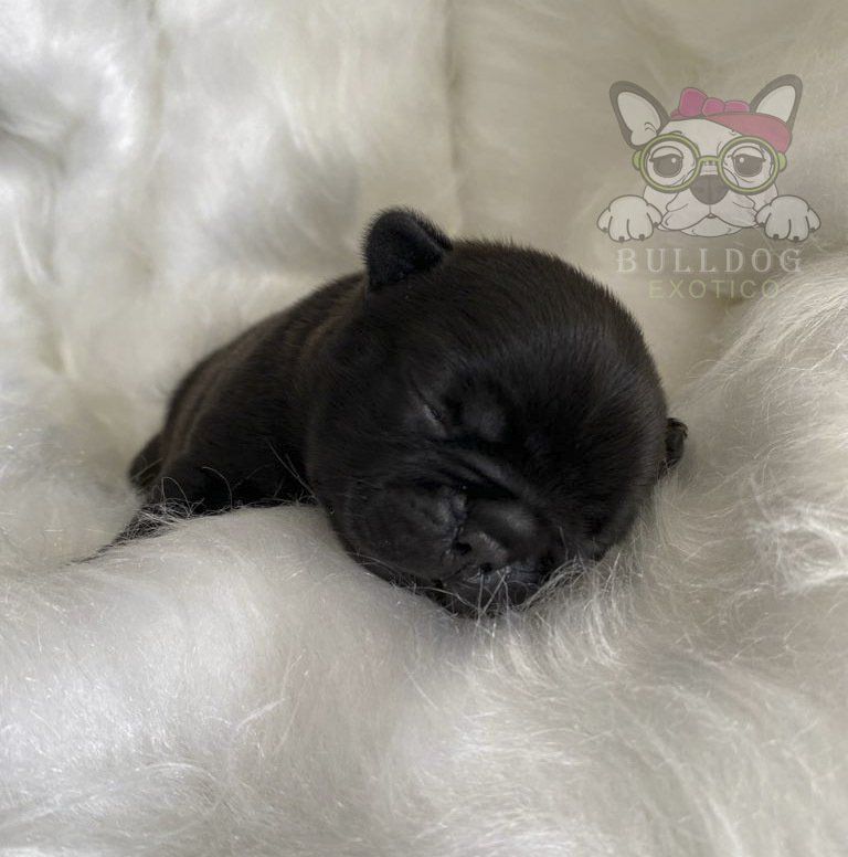 bulldog frances exotico en venta