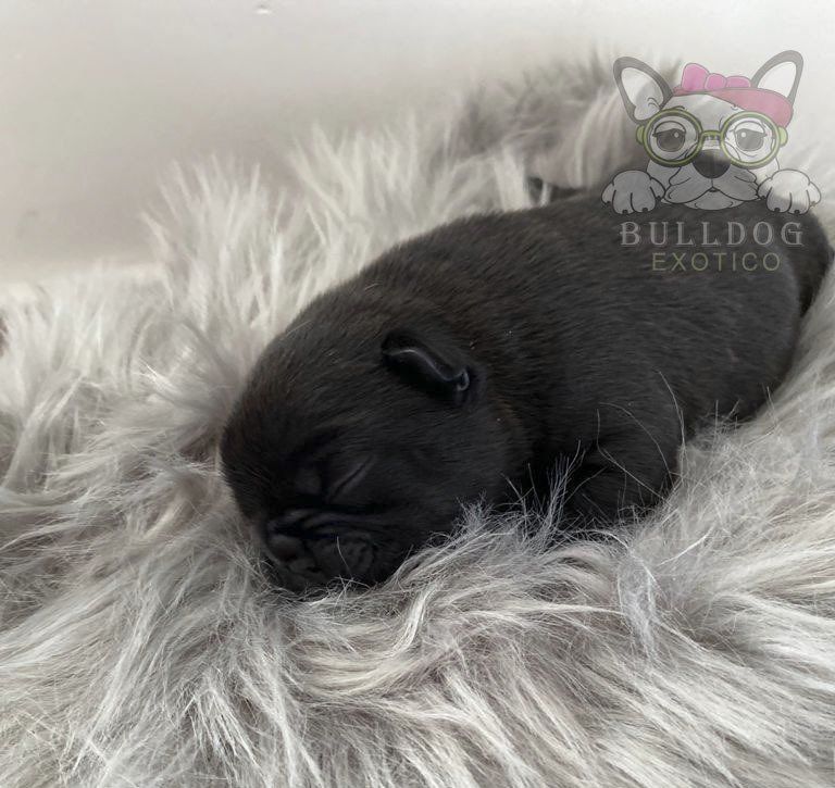 bulldog frances exotico en venta
