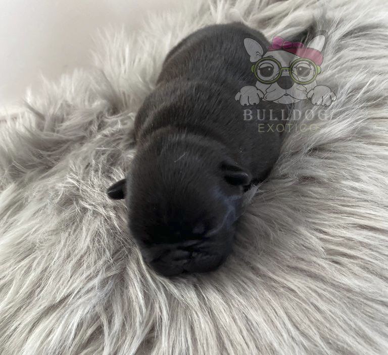 bulldog frances exotico en venta