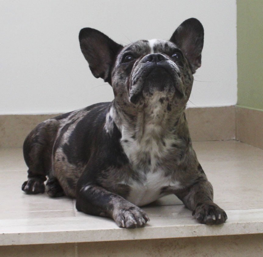 bulldog frances en Sinaloa