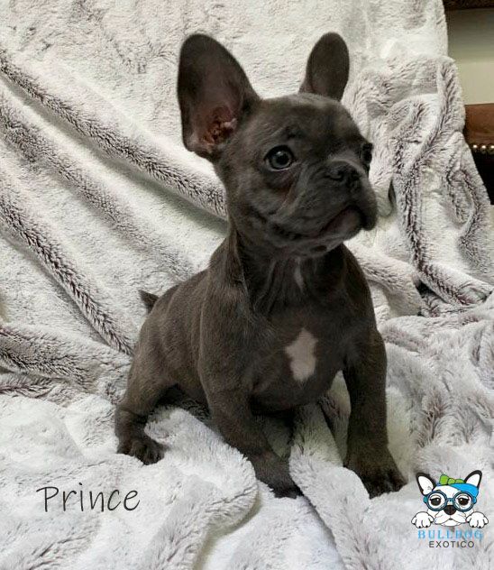 cachorros bulldog frances en venta