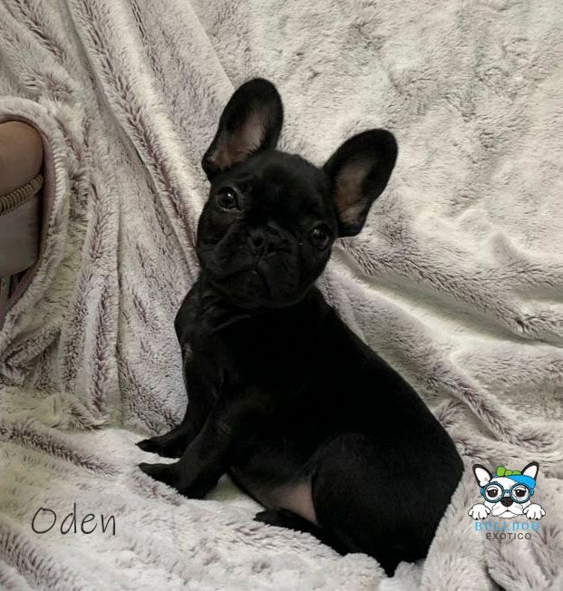 cachorros bulldog frances en venta