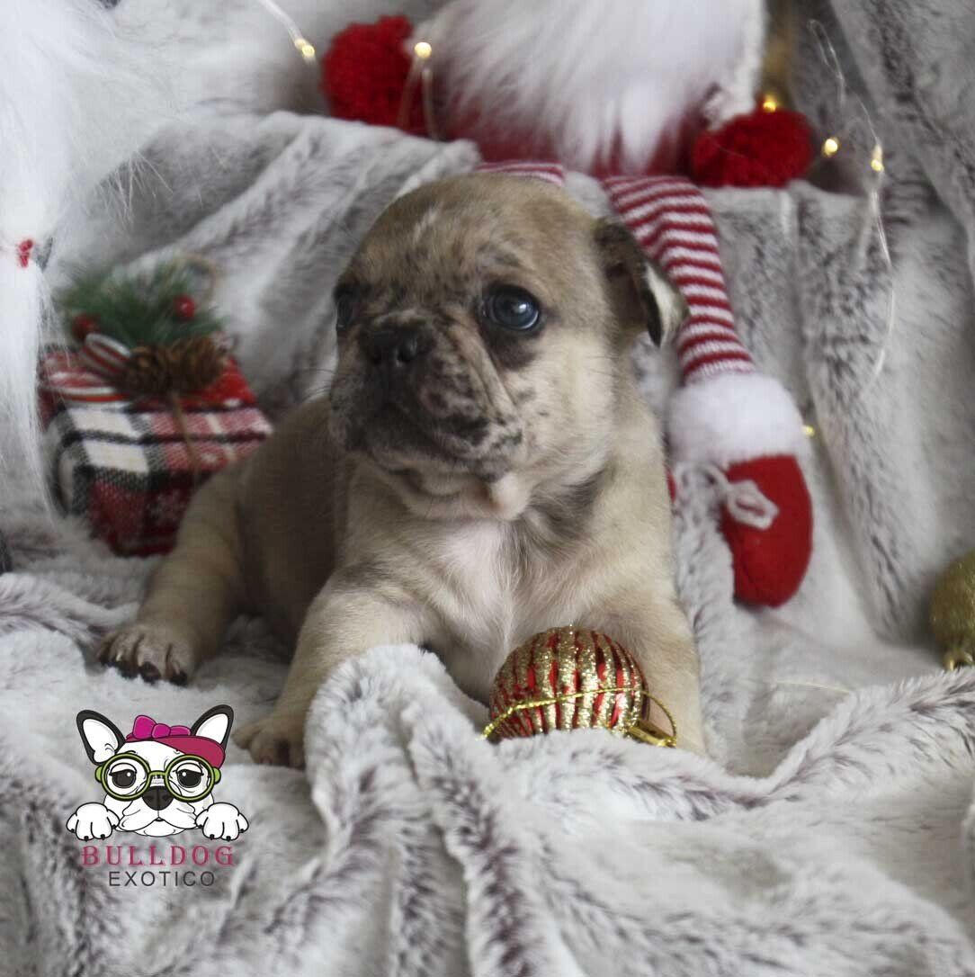 cachorros bulldog frances en venta