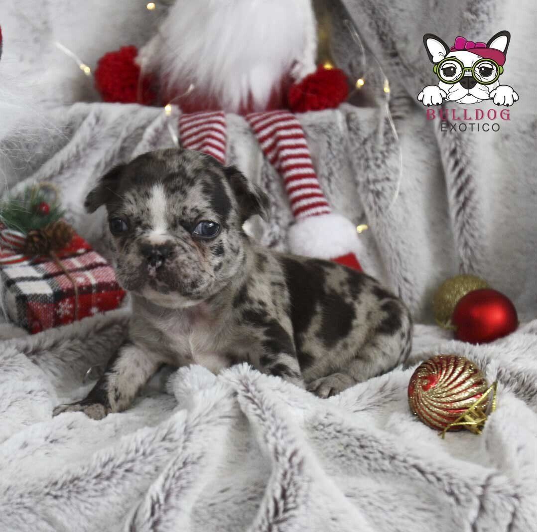 cachorros bulldog frances en venta