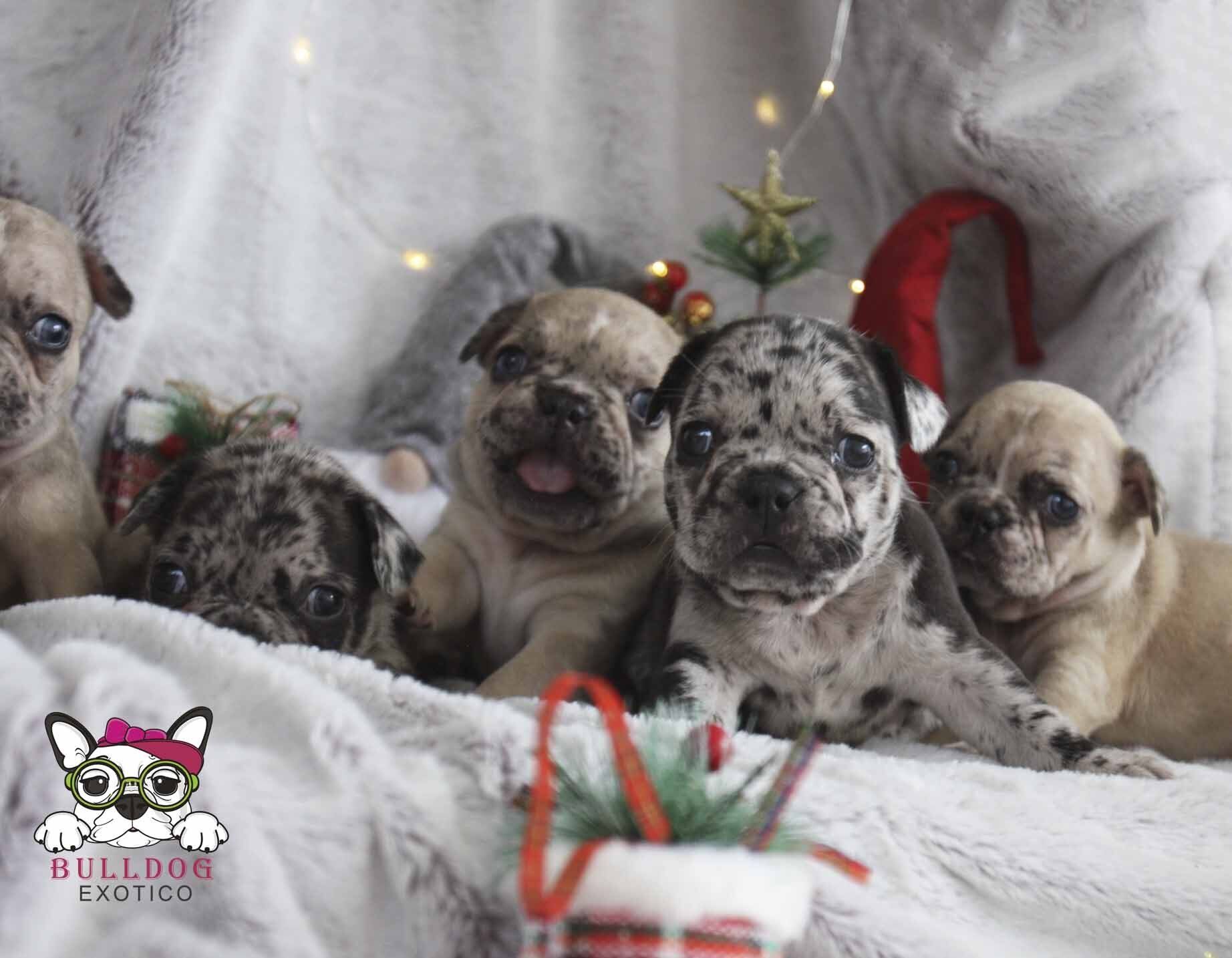 cachorros bulldog frances en venta