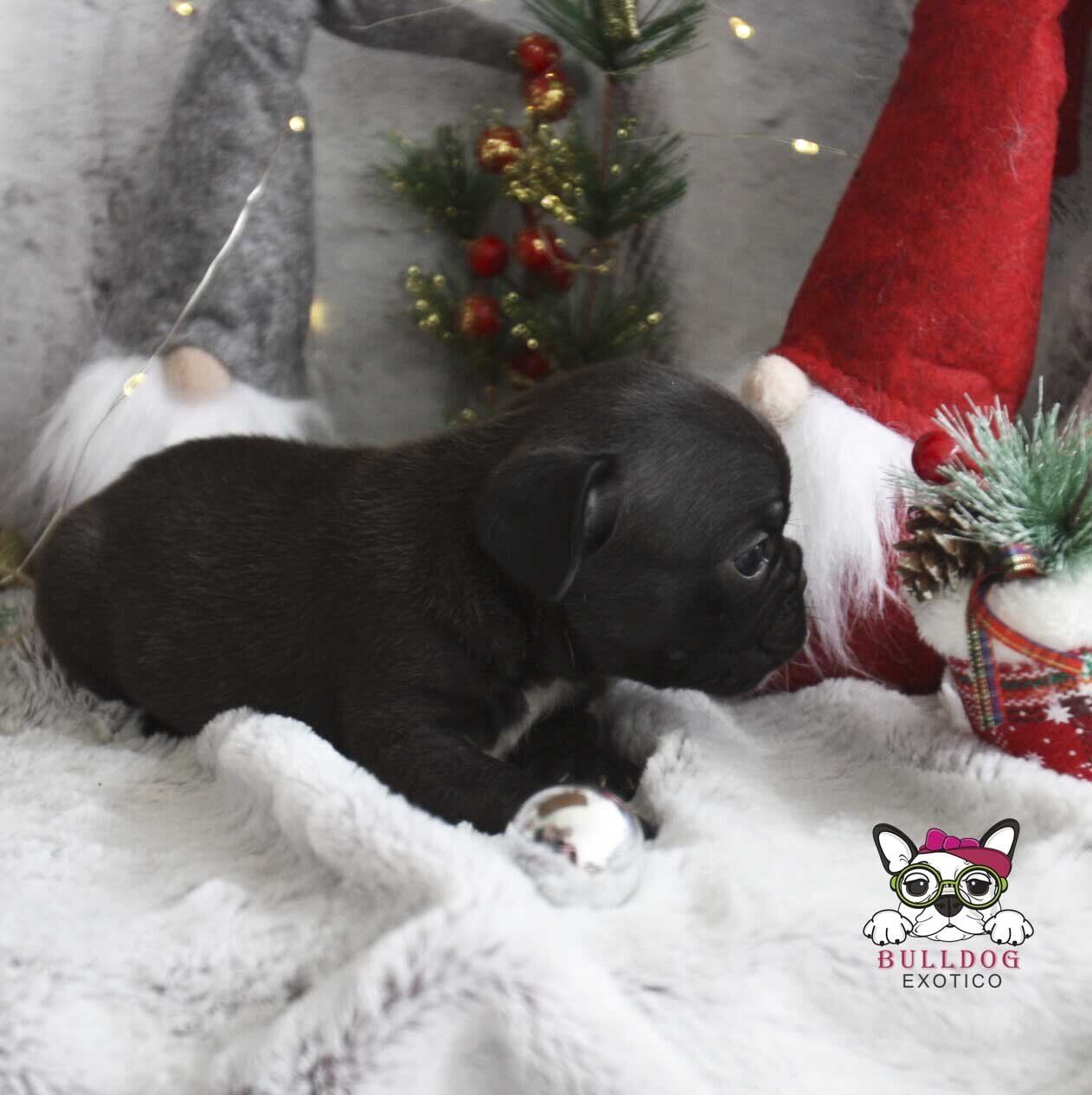 cachorros bulldog frances en venta