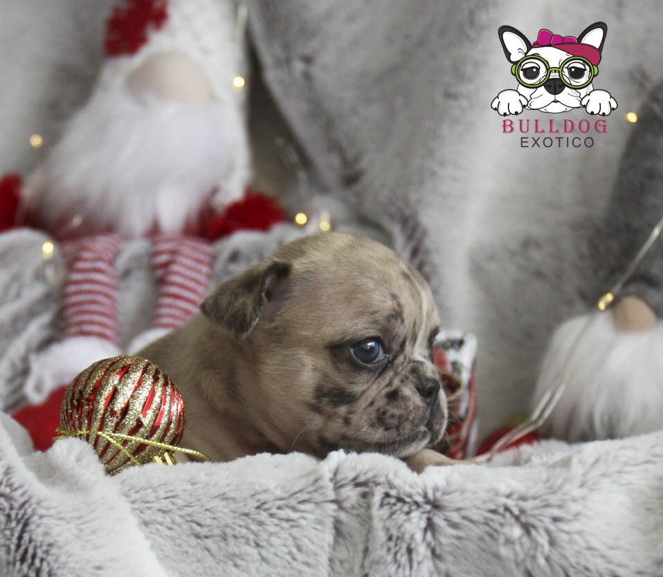 cachorros bulldog frances en venta