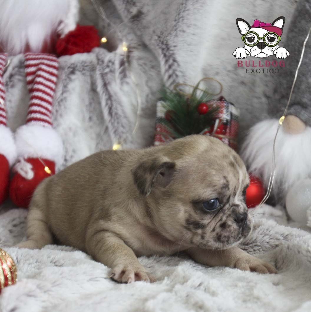 cachorros bulldog frances en venta