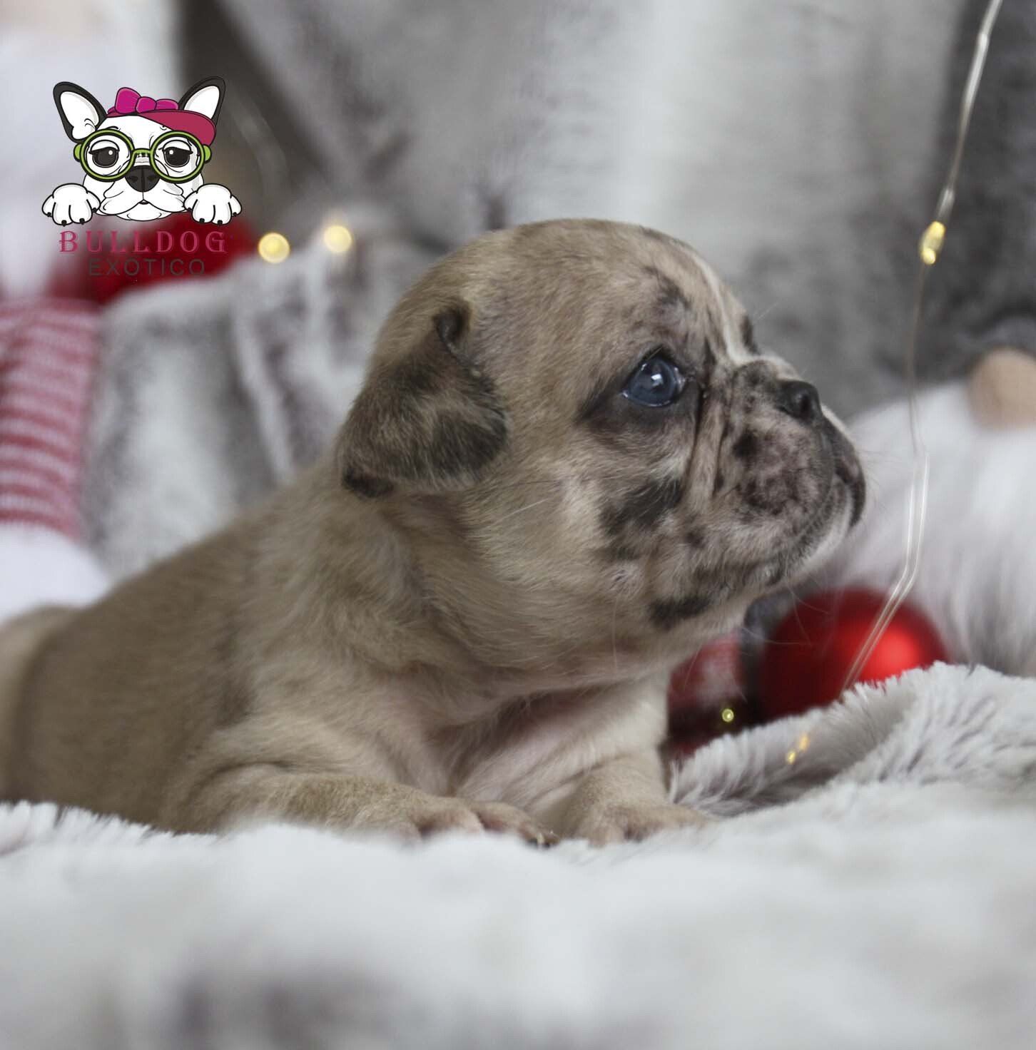 cachorros bulldog frances en venta