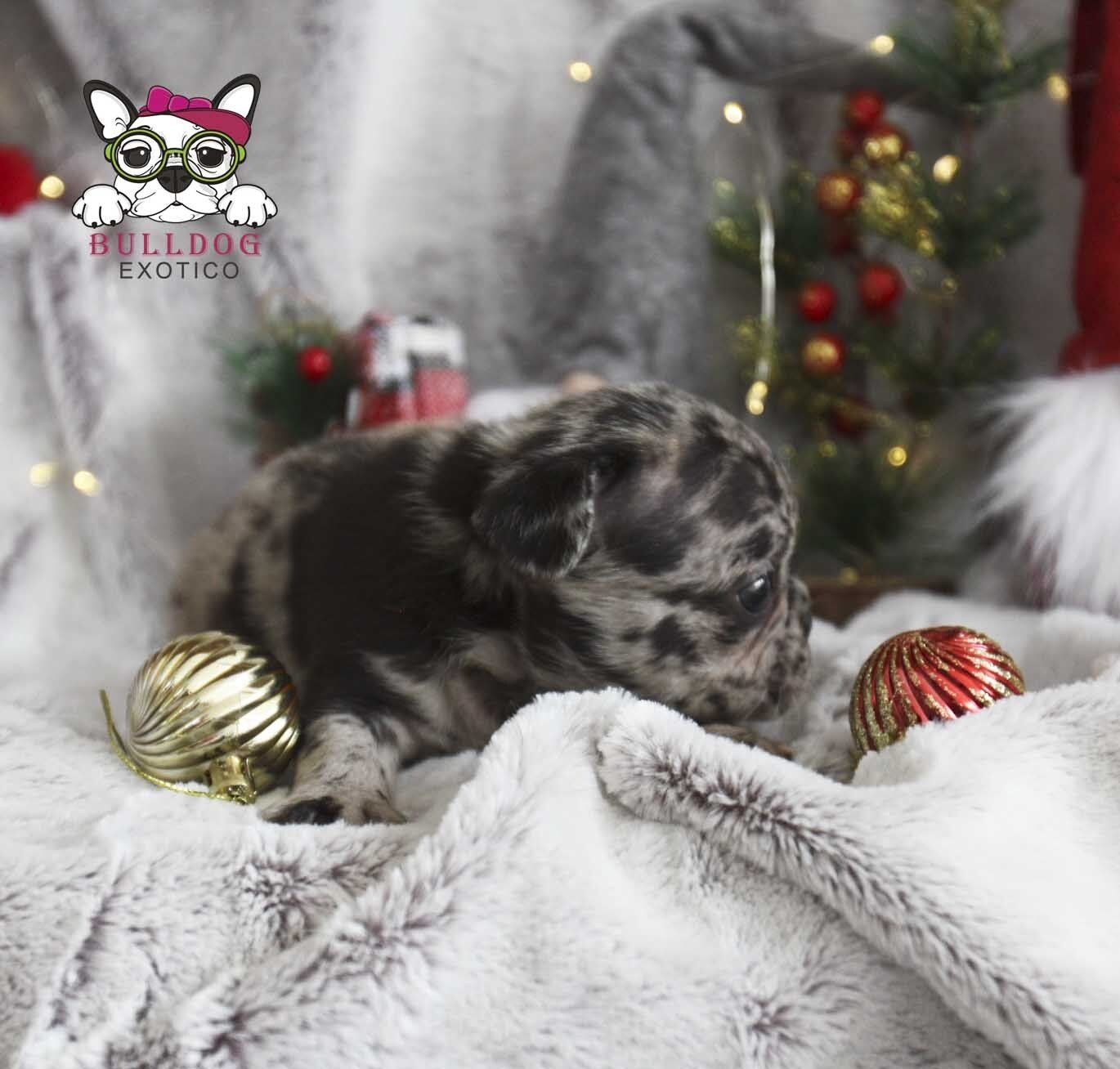 cachorros bulldog frances en venta