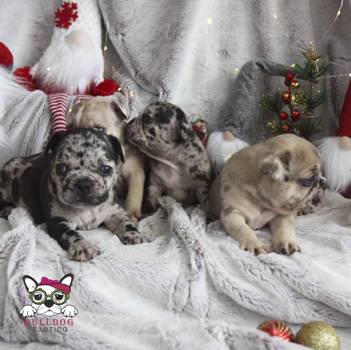 cachorros bulldog frances en venta