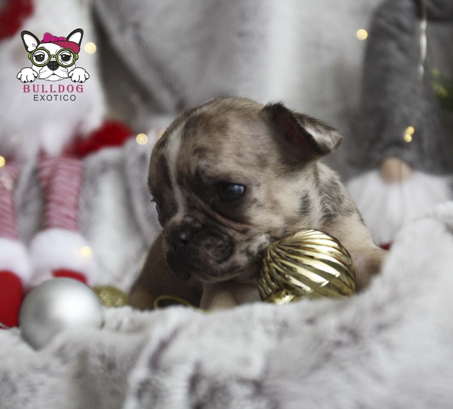 cachorros bulldog frances en venta