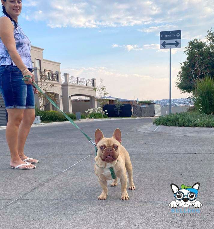 bulldog frances en venta