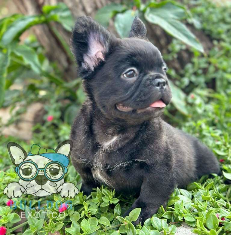 Cachorro bulldog frances exotico