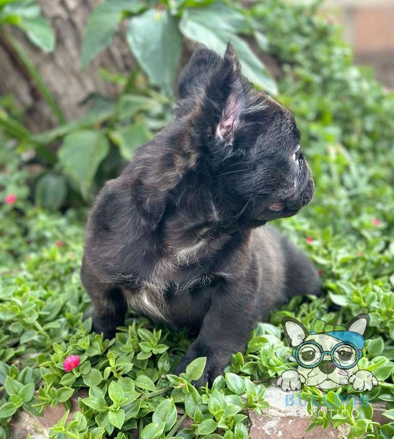 Cachorro bulldog frances exotico