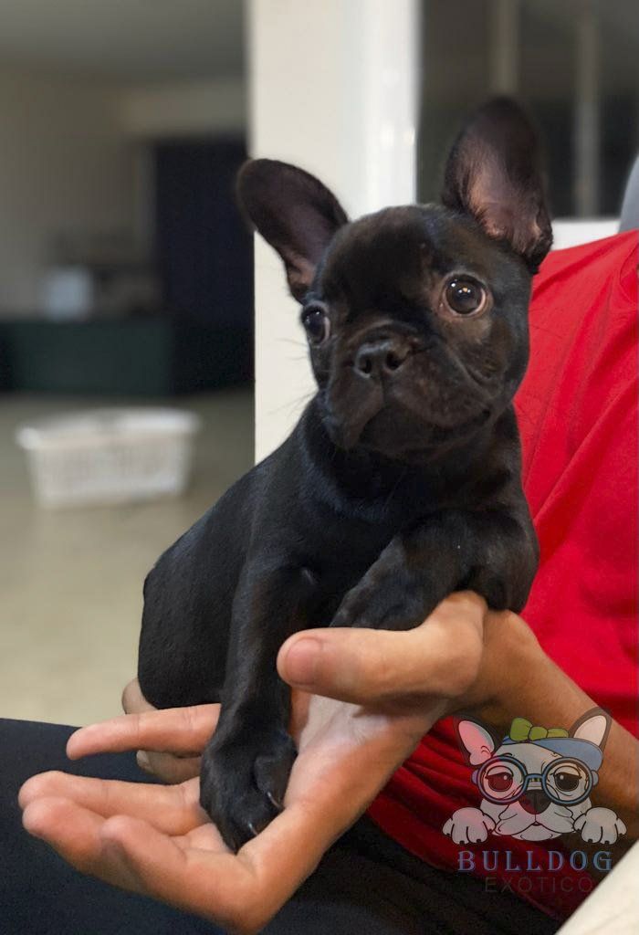 cachorros bulldog frances colores exoticos
