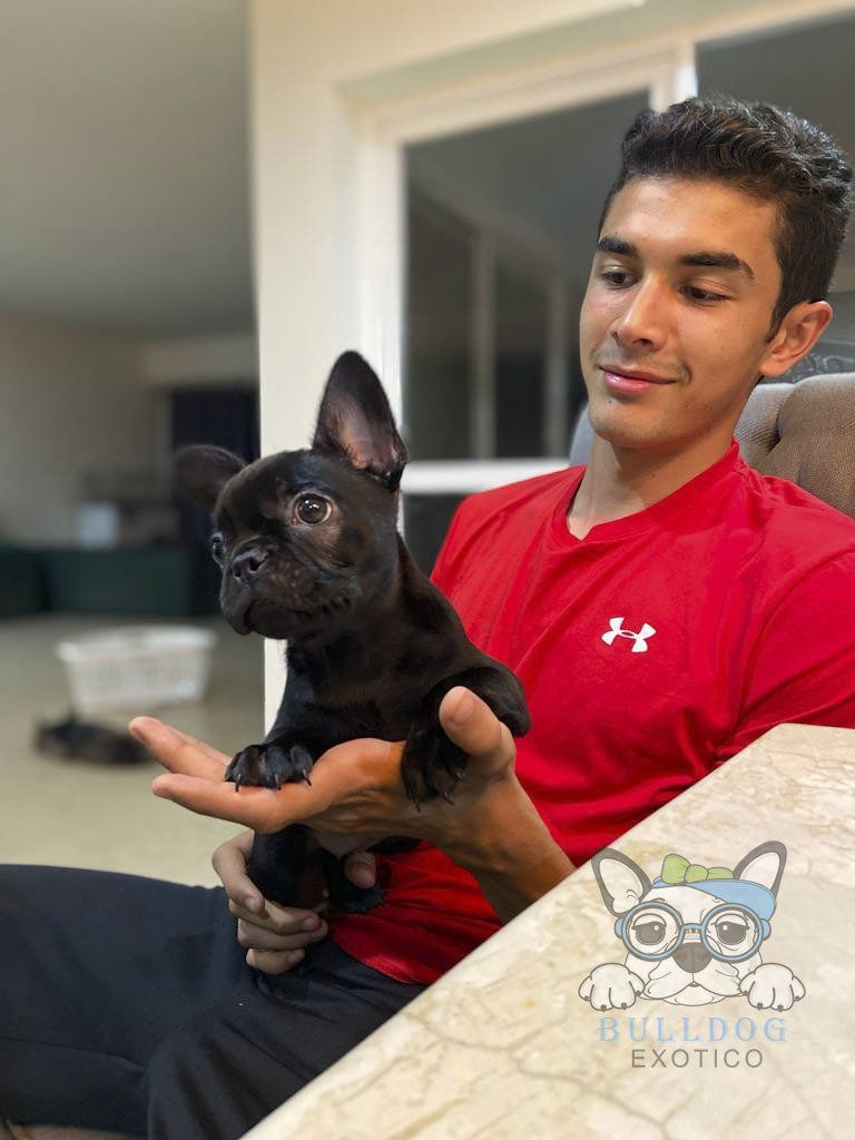 cachorros bulldog frances colores exoticos