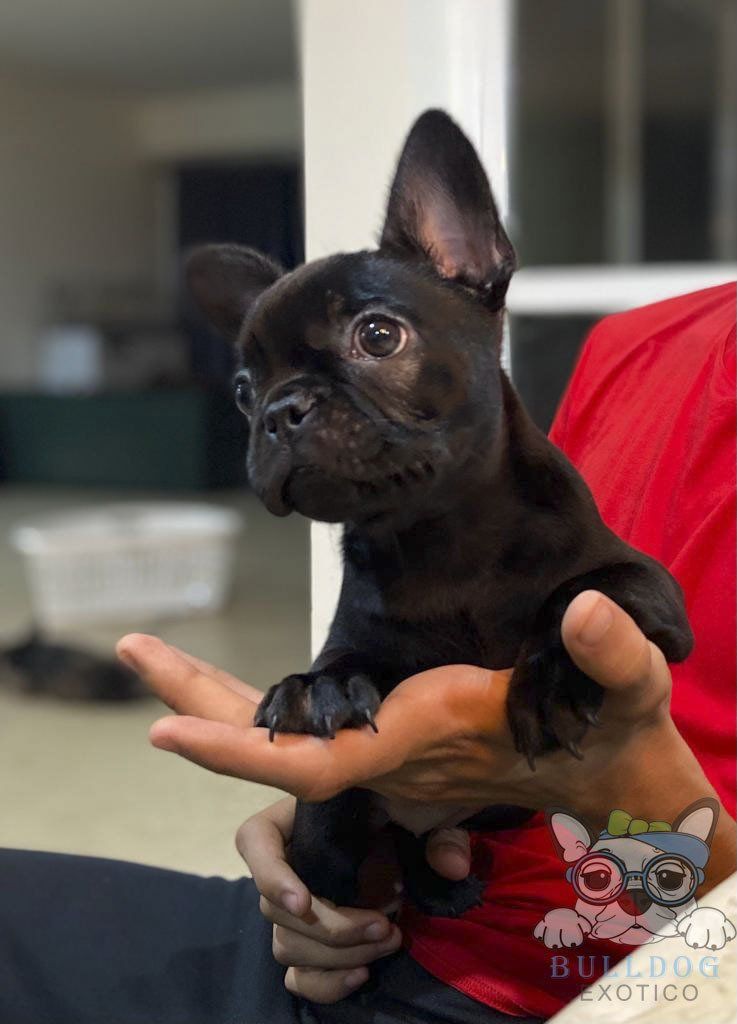 cachorros bulldog frances colores exoticos