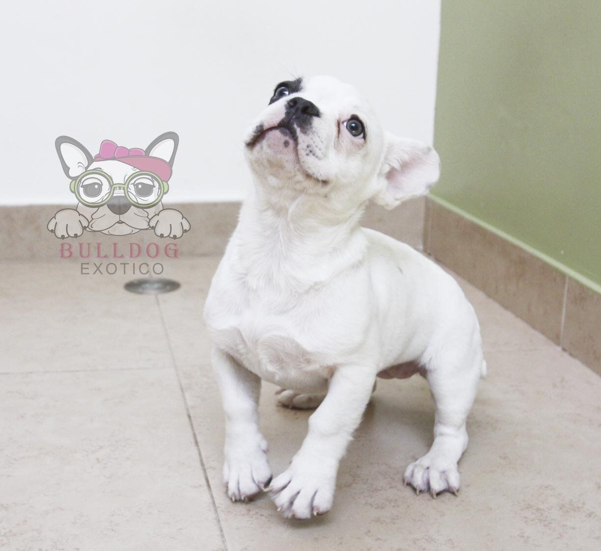 bulldog frances en mexico