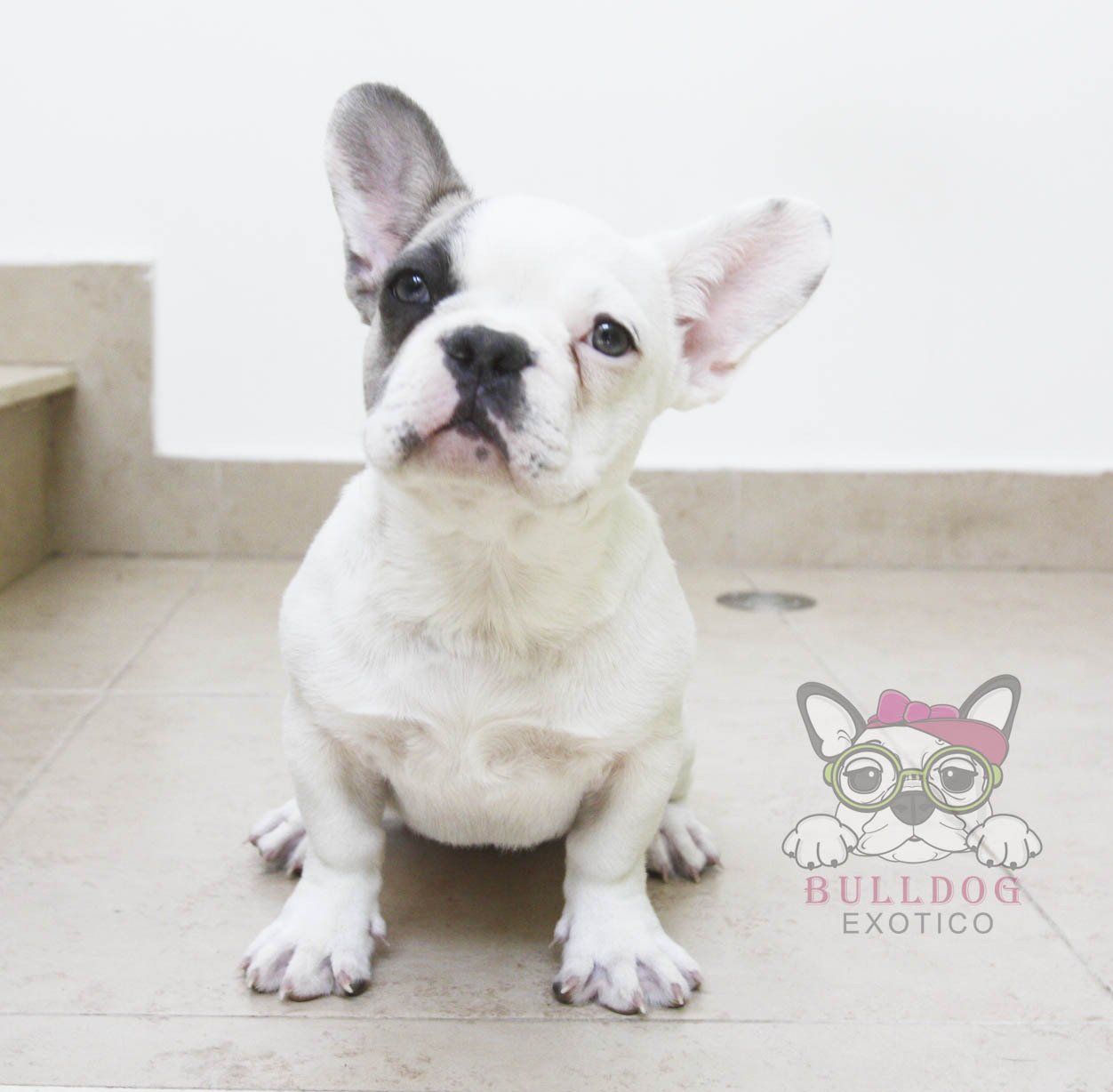 bulldog frances en mexico