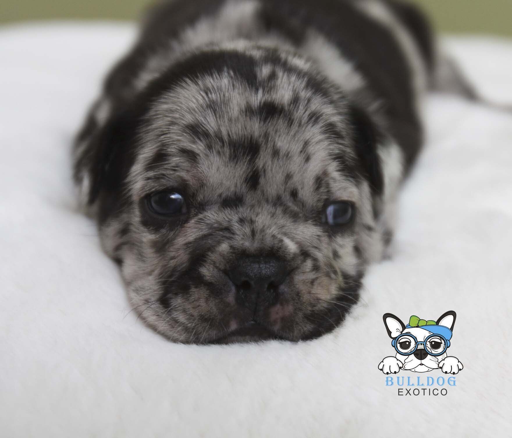 cachorro bulldog frances en venta