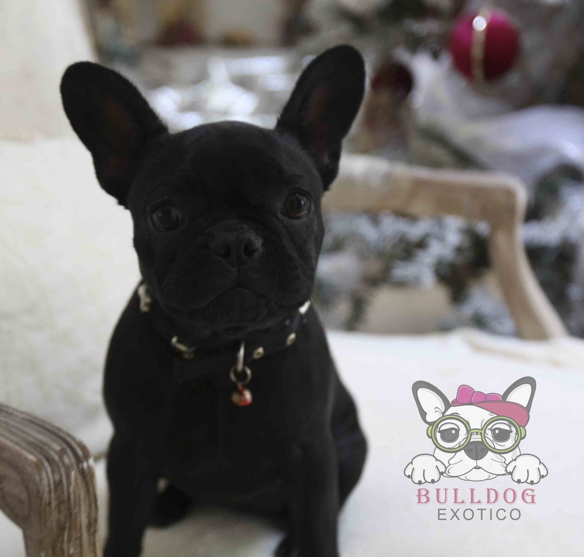 cachorro bulldog franes en venta