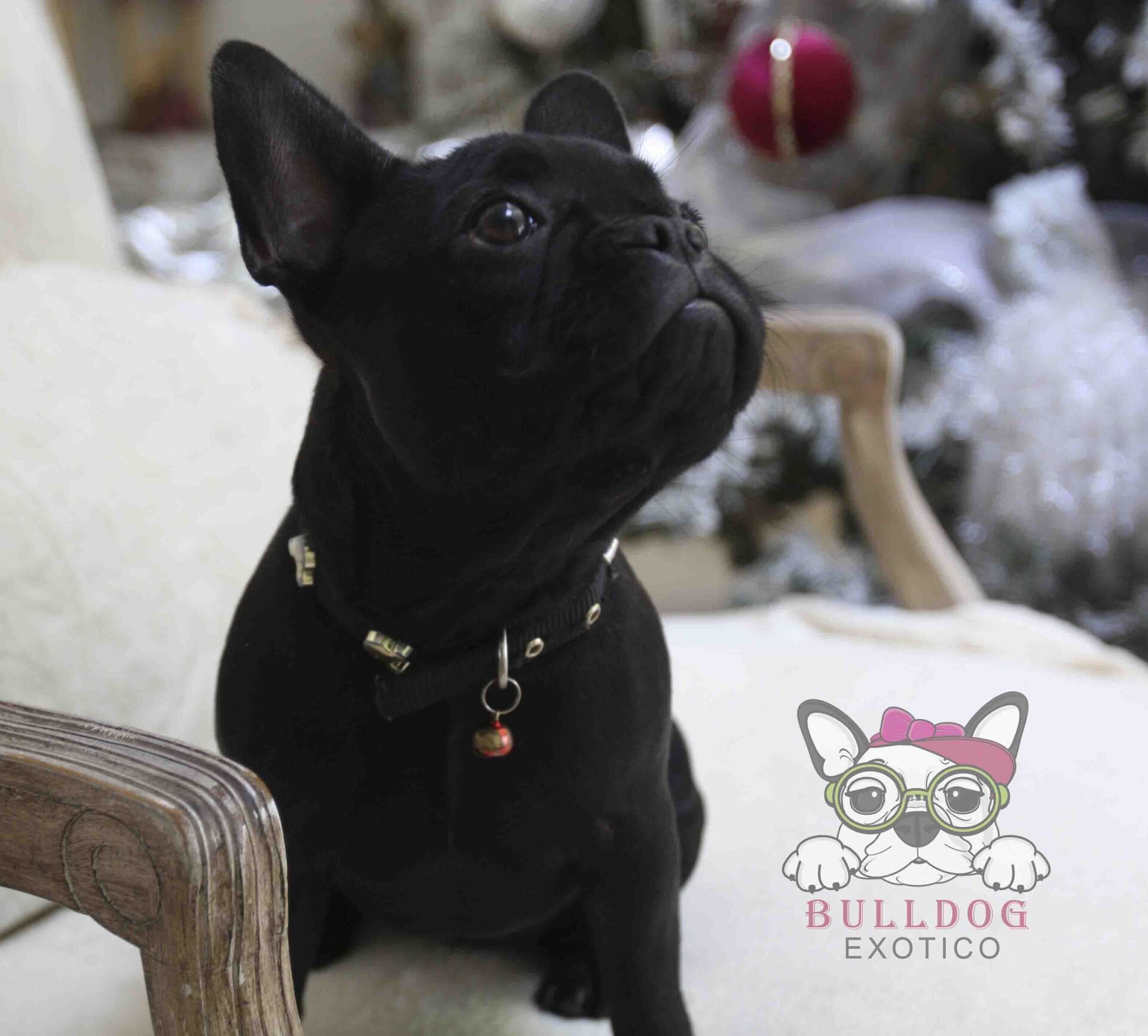 cachorro bulldog franes en venta