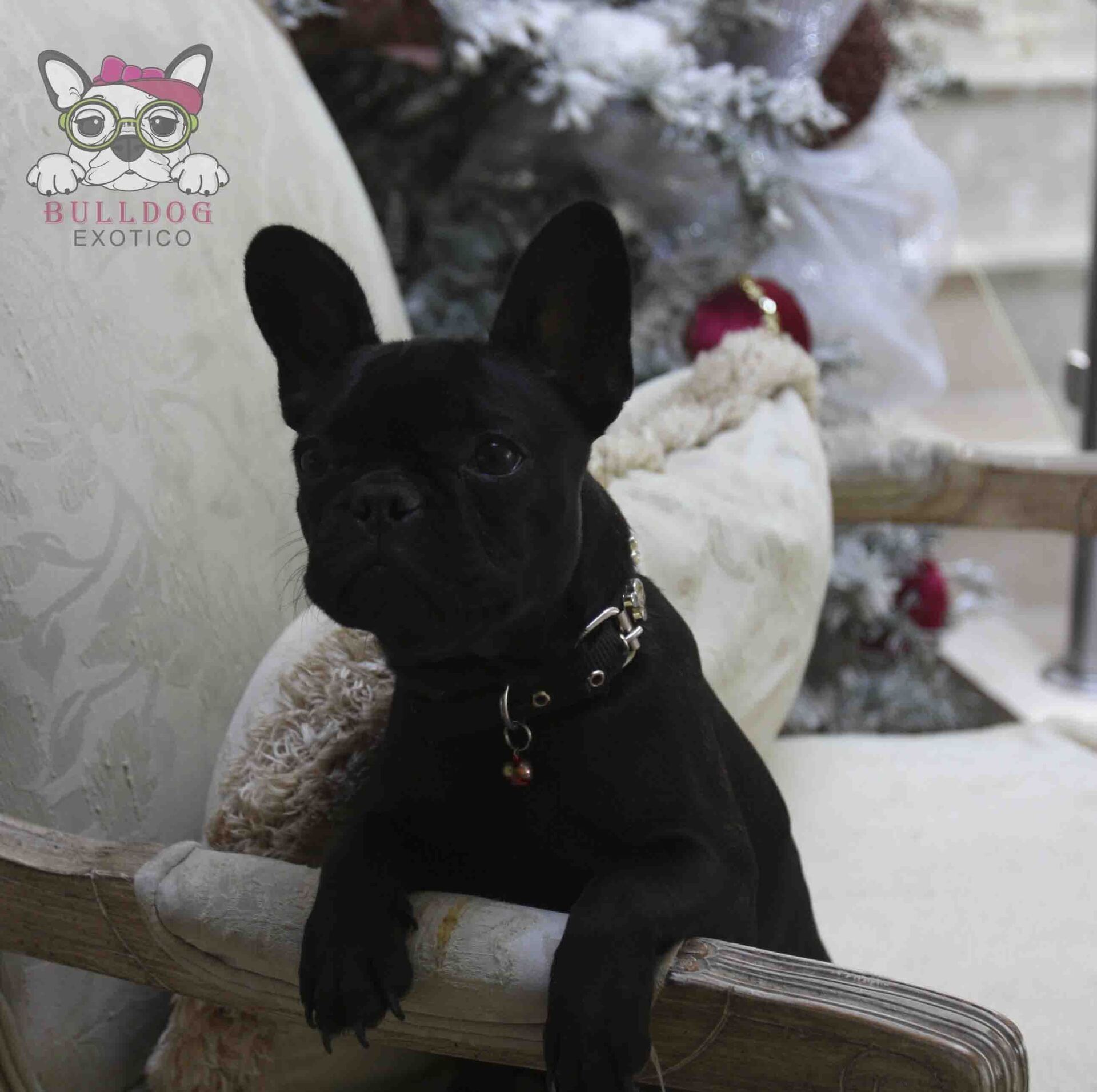 cachorro bulldog franes en venta