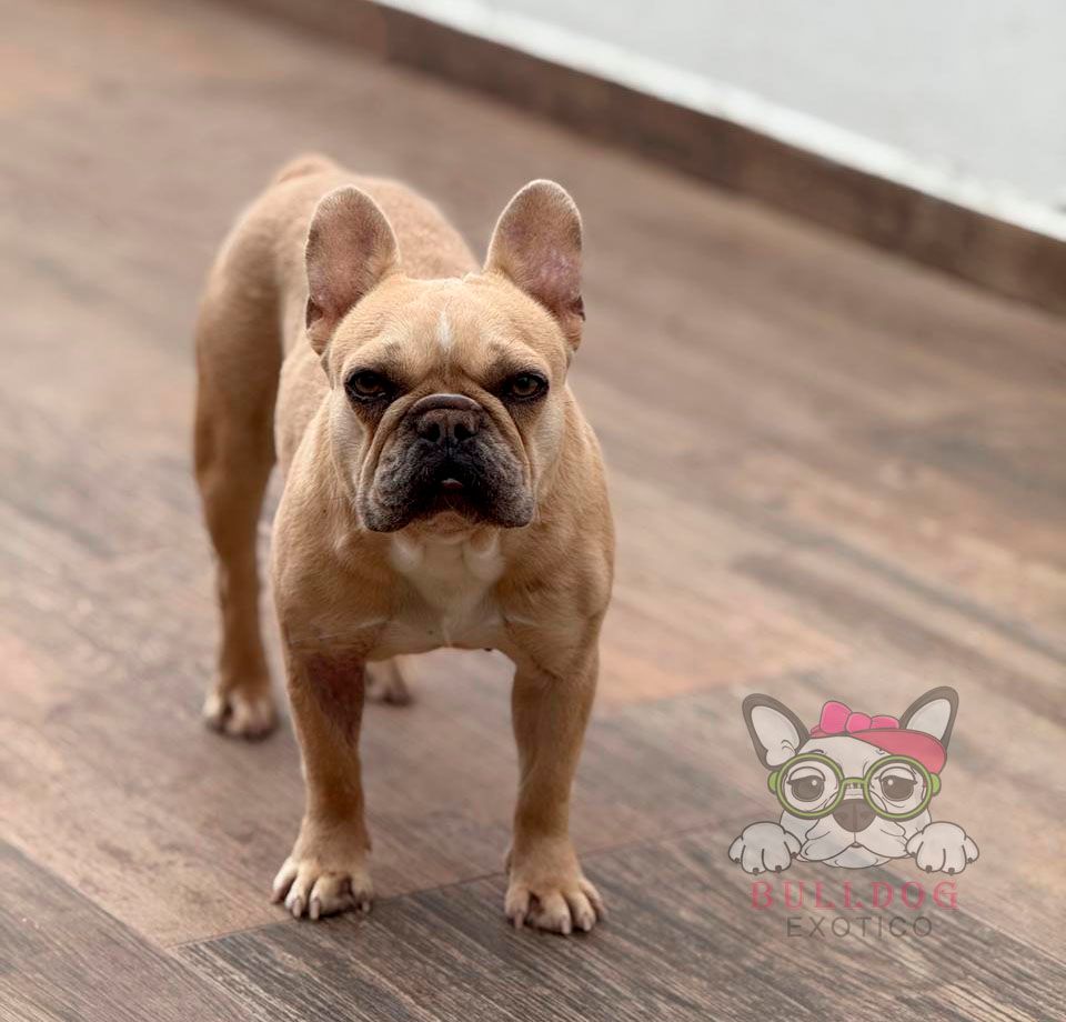 bulldog frances en venta