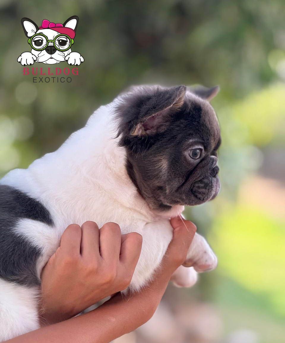 cachorro bulldog frances fluffy