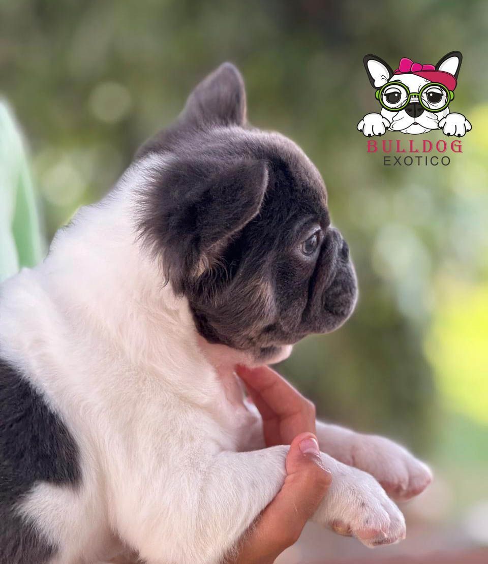 cachorro bulldog frances fluffy