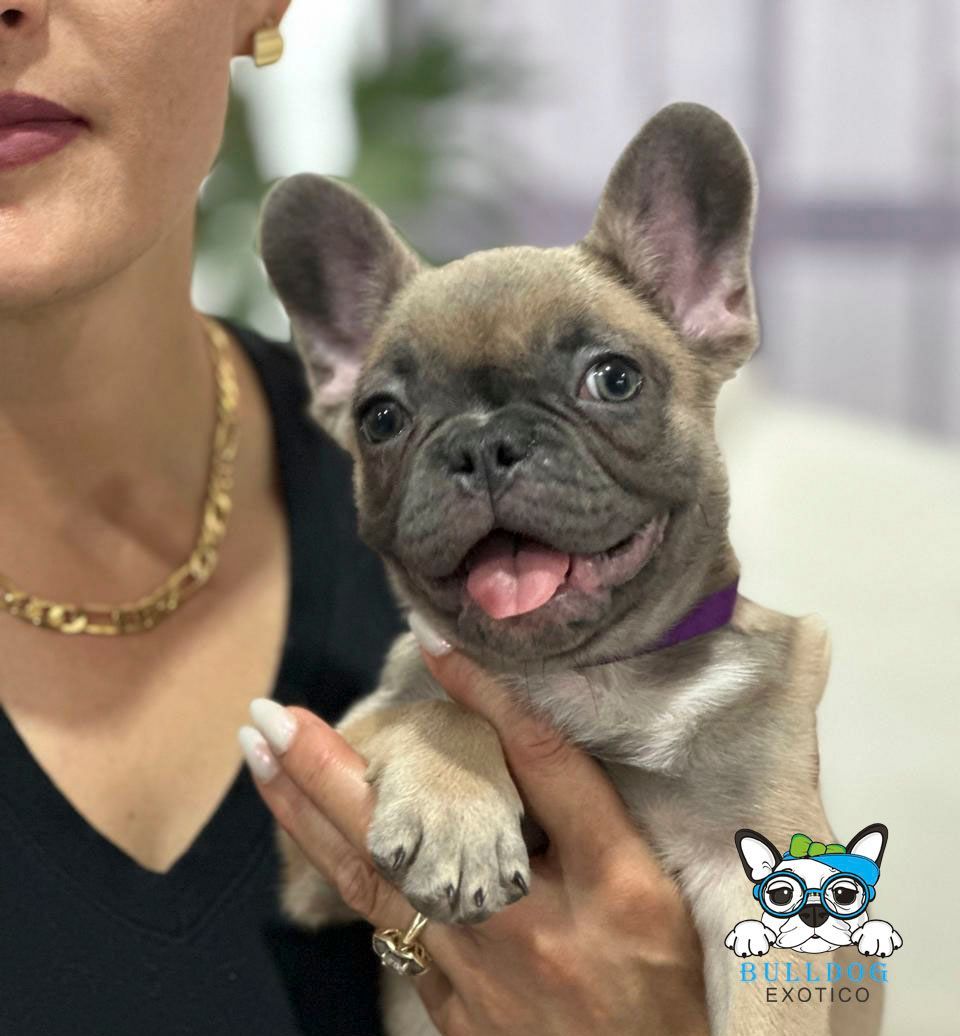 bulldog frances en venta