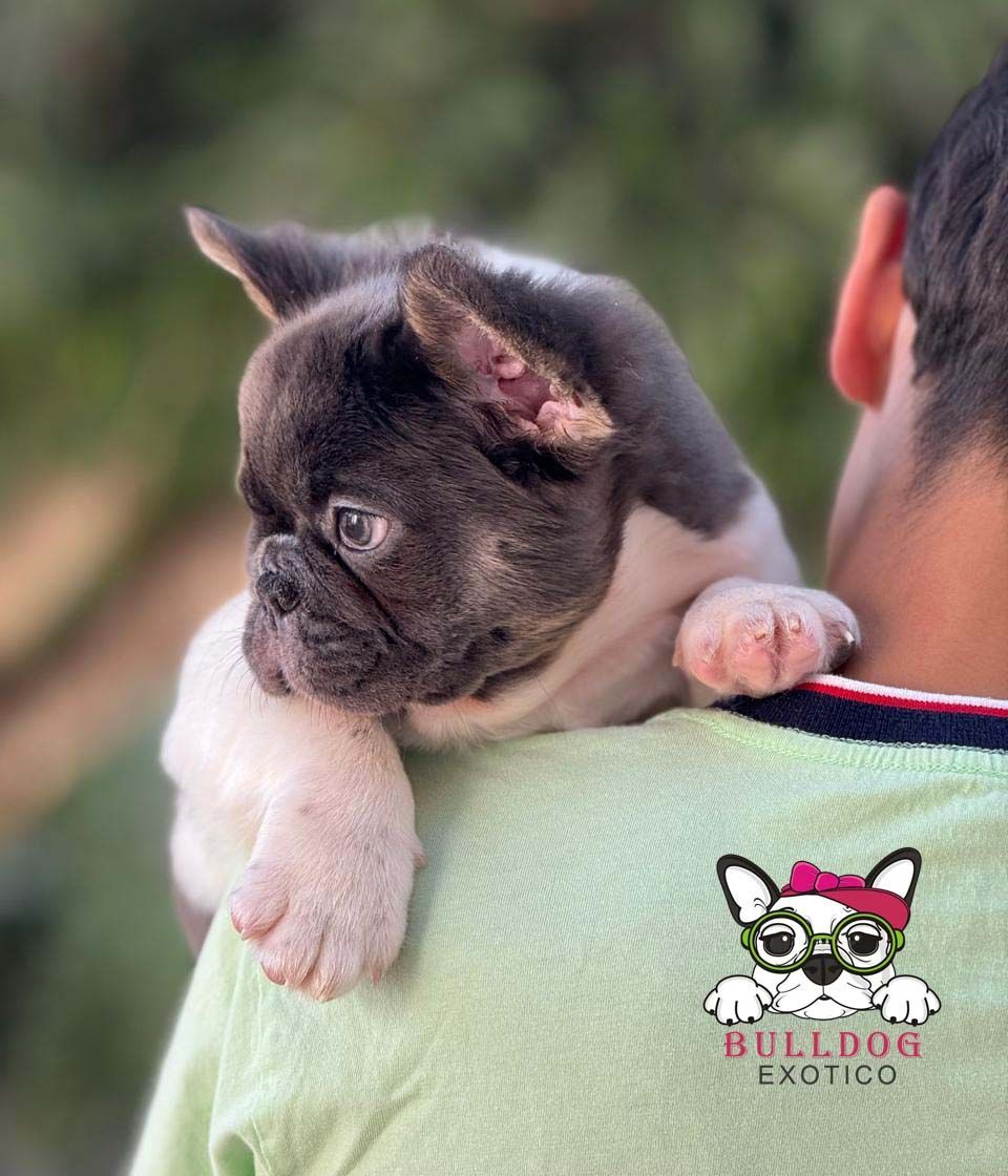 cachorro bulldog frances fluffy