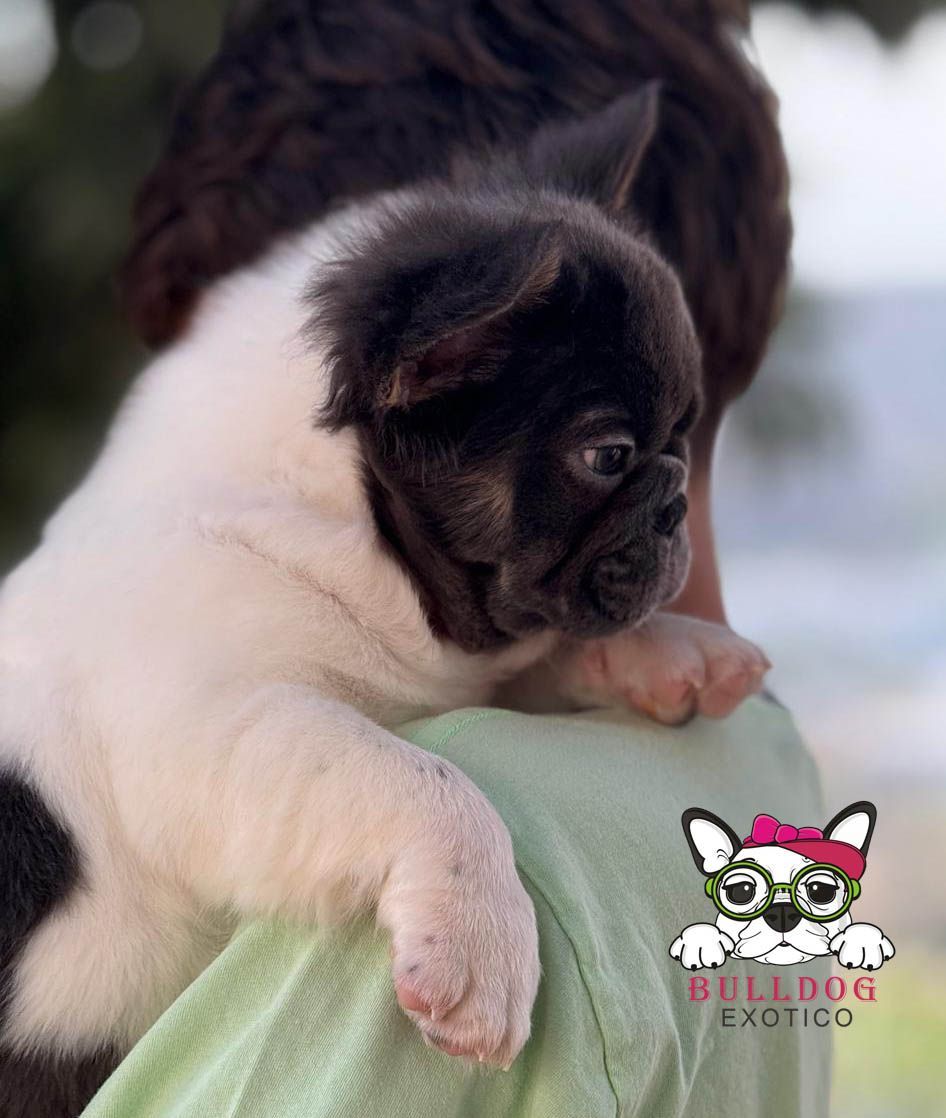 cachorro bulldog frances fluffy