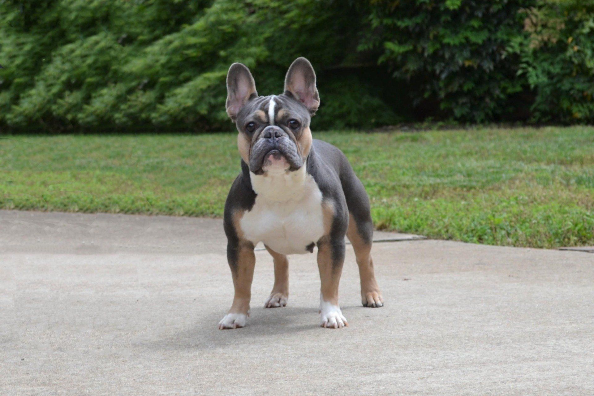 cachorros bulldog frances exoticos