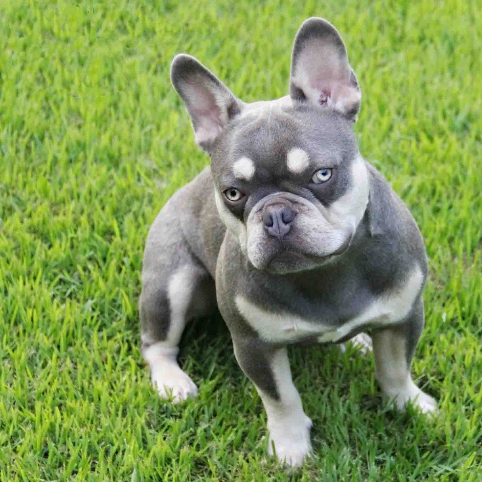 pastor aleman negro guadalajara