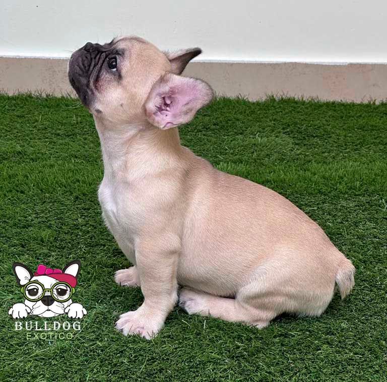 cachorro bulldog frances en venta