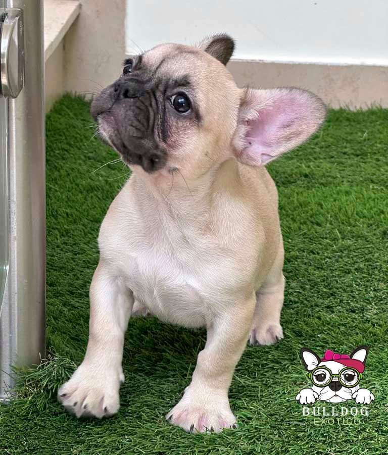 cachorro bulldog frances en venta