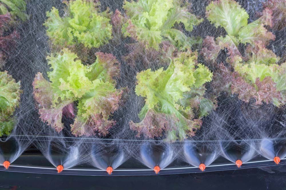 Watering Lettuce — Irrigation Supplies in Yeppoon, QLD