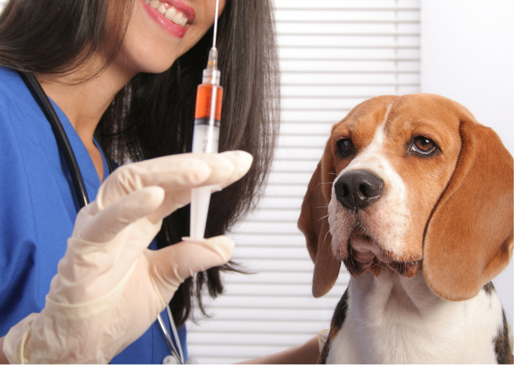 Conscientização sobre a vacina do seu Pet