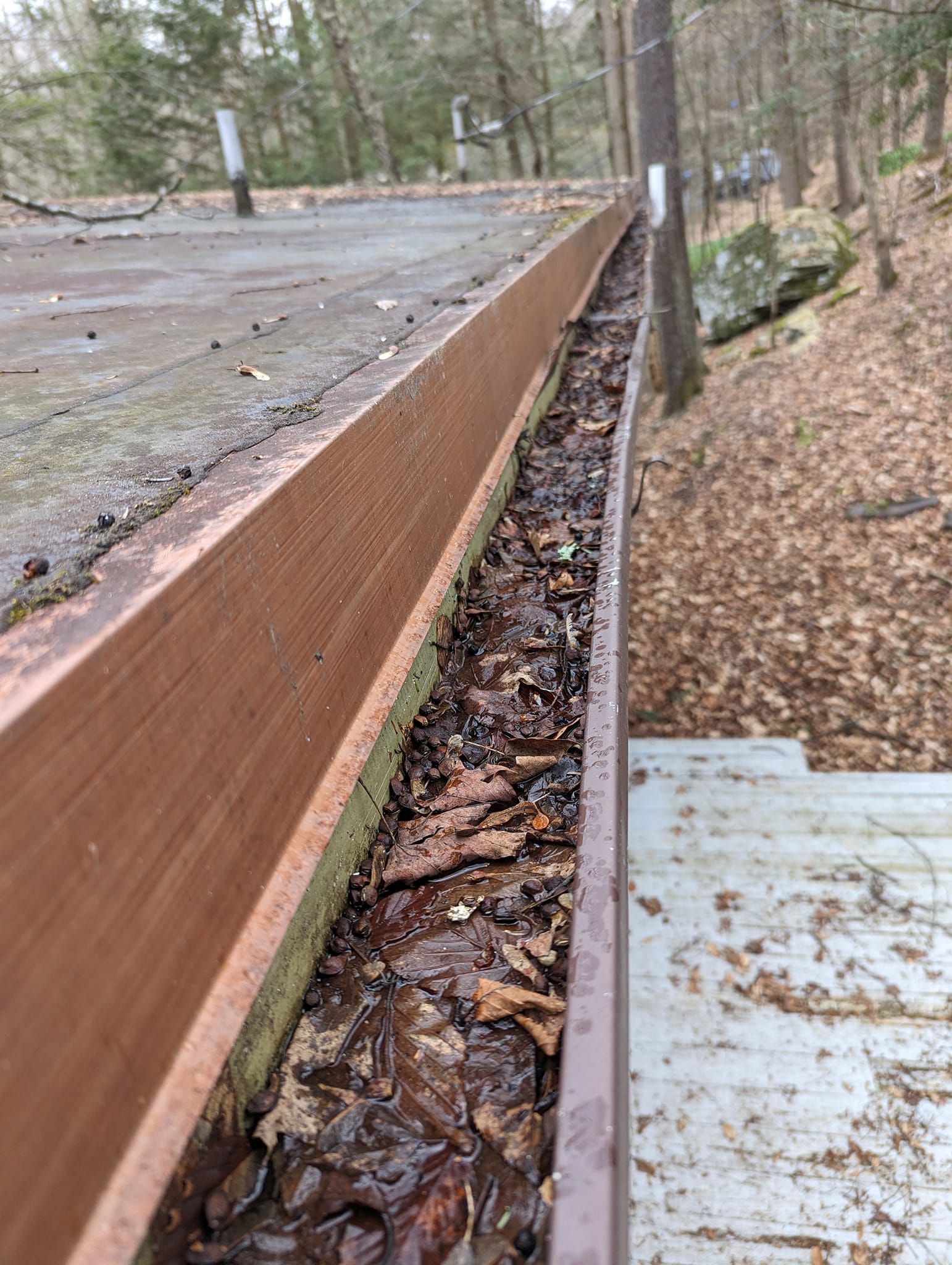 A gutter filled with leaves on a roof in the woods.