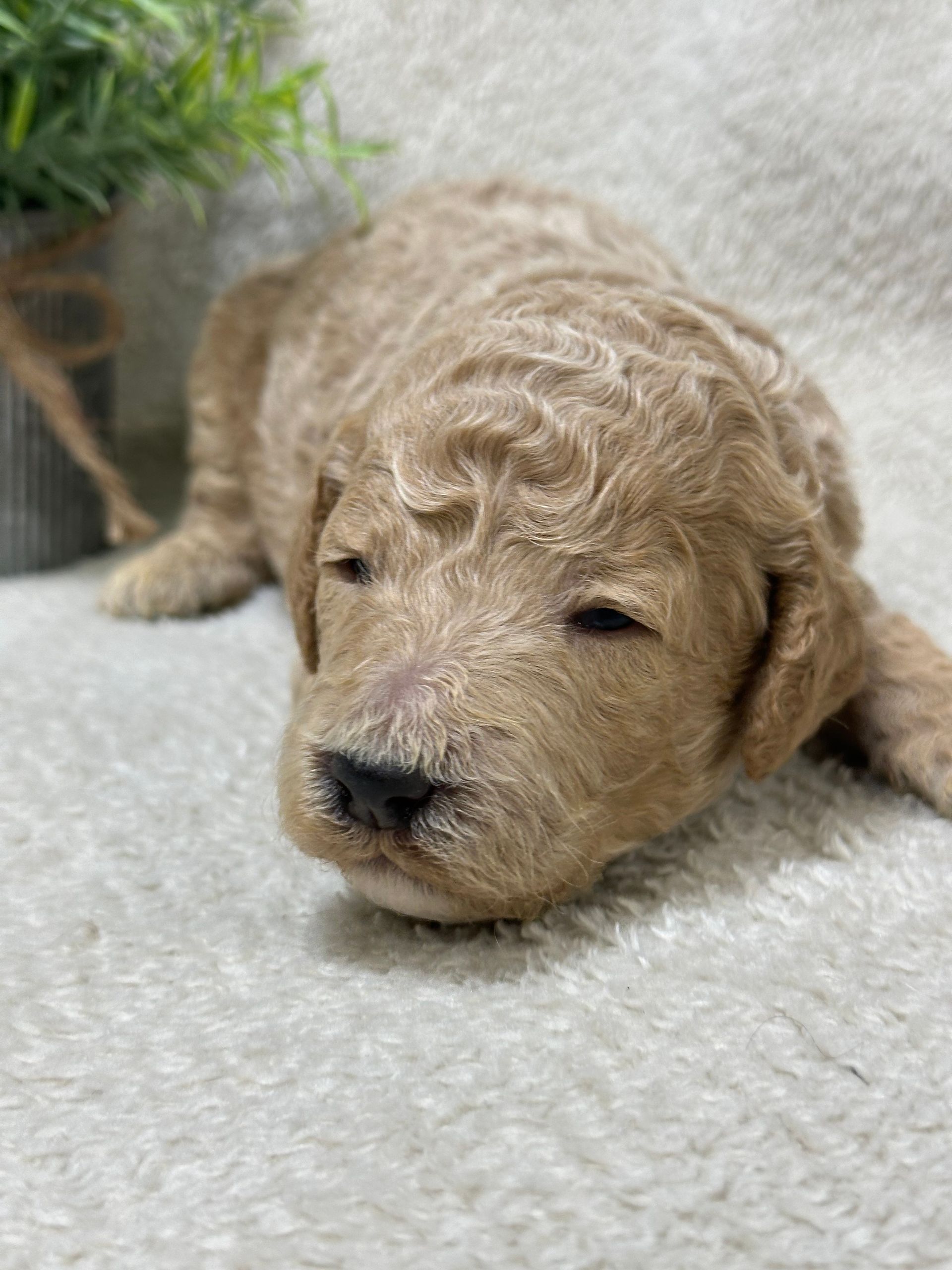Spark -F1b Mini Irishdoodle (Male)