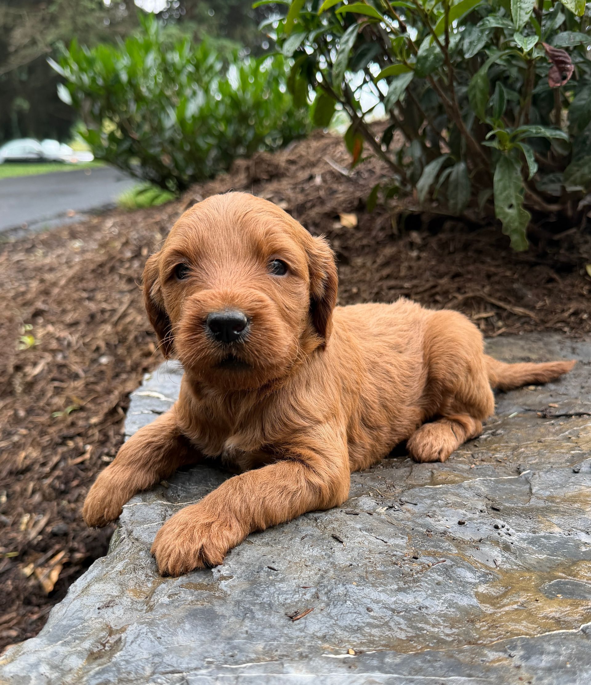 Arlo - F1b Mini Goldendoodle (Male) $1300
