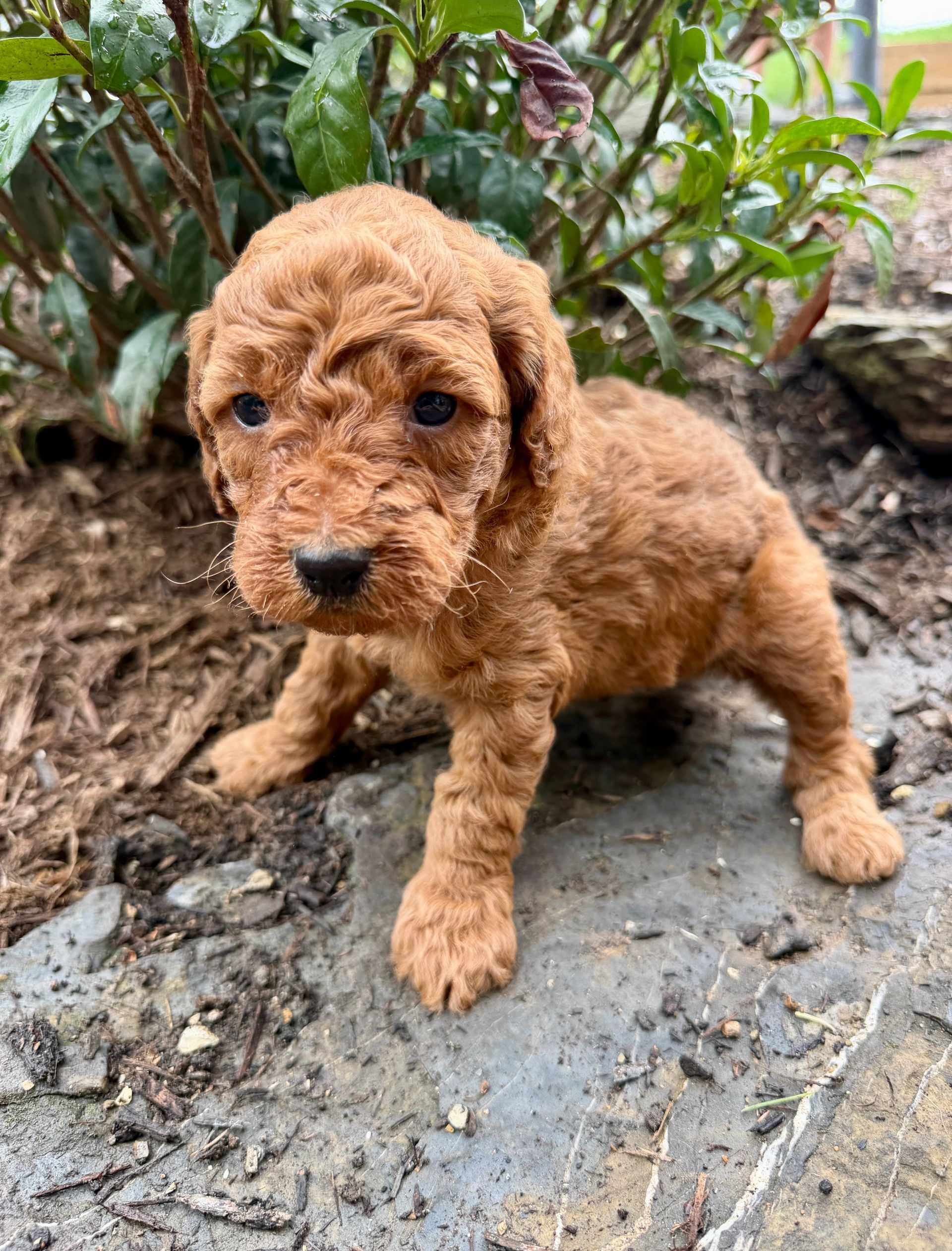 Asher - F1b Mini Goldendoodle (Male) $1300